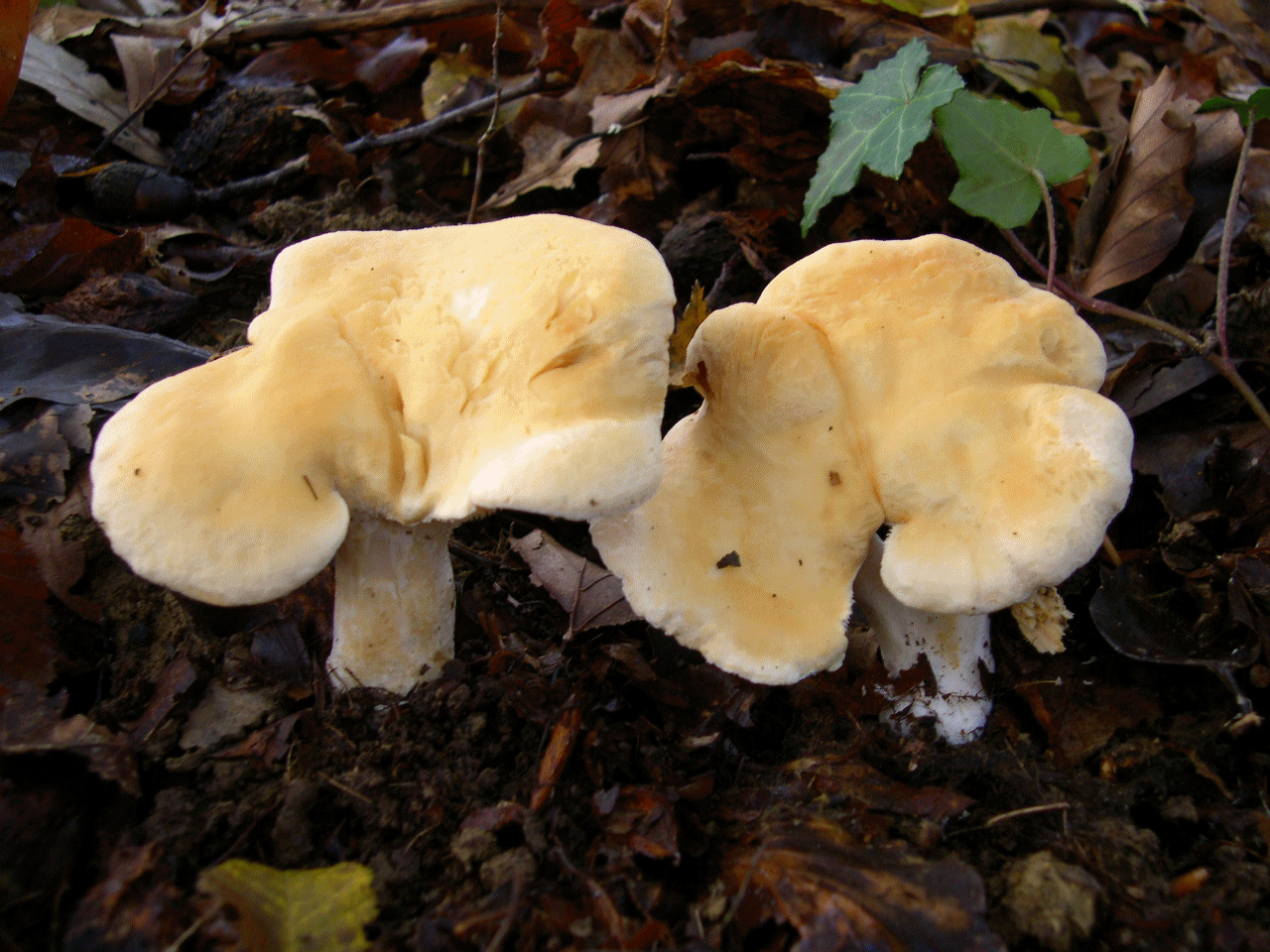 Champignon Qui Ressemble Au Pied De Mouton